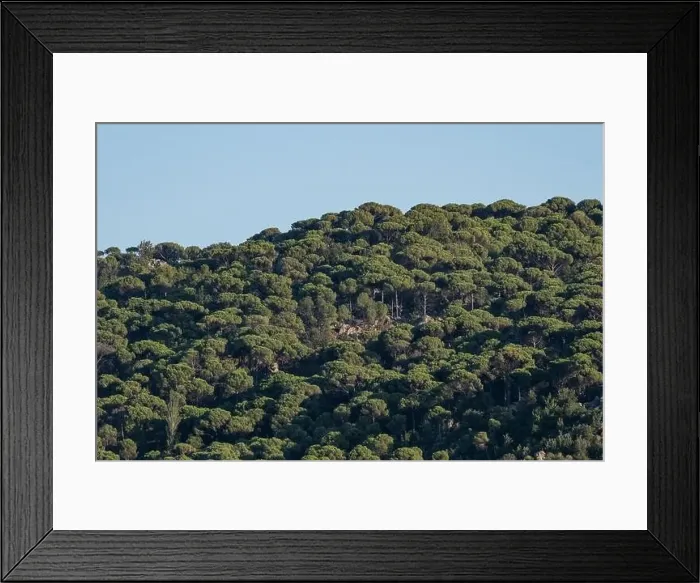 Framed Print : Forest of lush green pine trees in wilderness mountain forrest Framed Print : Forest of lush green pine trees in wilderness mountain forrest