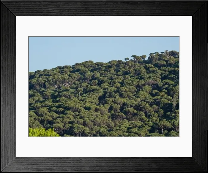 Framed Print : Forest of lush green pine trees in wilderness mountain forrest Framed Print : Forest of lush green pine trees in wilderness mountain forrest