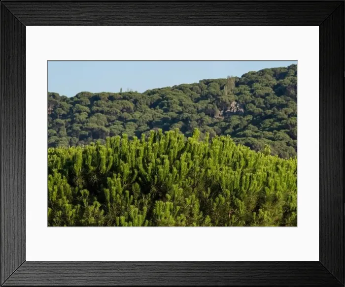 Framed Print : Forest of lush green pine trees in wilderness mountain forrest Framed Print : Forest of lush green pine trees in wilderness mountain forrest