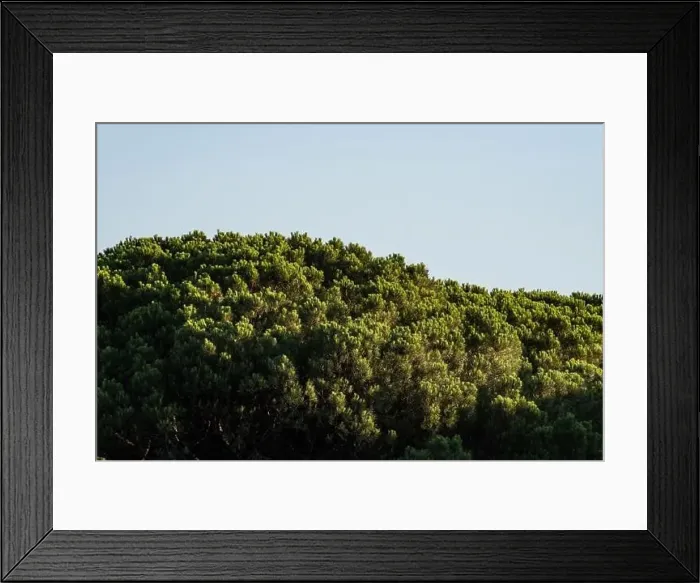 Framed Print : Forest of lush green pine trees in wilderness mountain forrest Framed Print : Forest of lush green pine trees in wilderness mountain forrest
