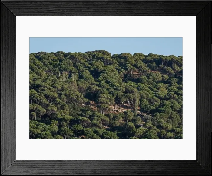 Framed Print : Forest of lush green pine trees in wilderness mountain forrest Framed Print : Forest of lush green pine trees in wilderness mountain forrest