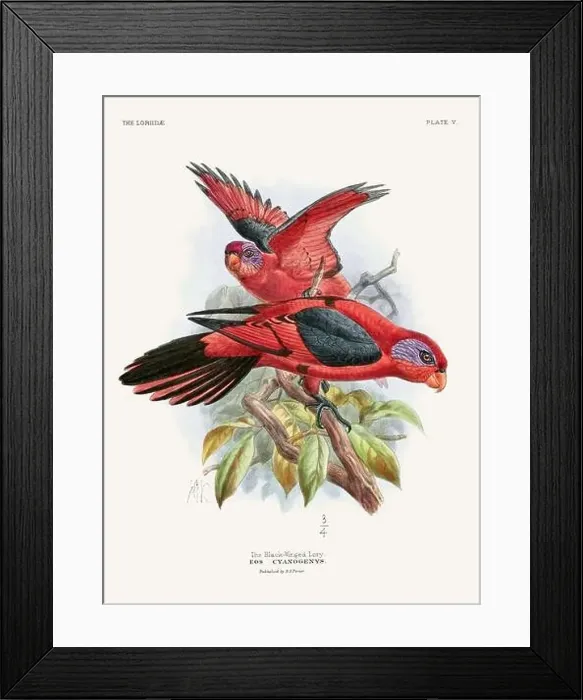 Framed Print : Vintage Parrot Illustration. Colorful drawing of parrots from a 19th-century book published in London. Circa 1896 Framed Print : Vintage Parrot Illustration. Colorful drawing of parrots from a 19th-century book published in London. Circa 1896