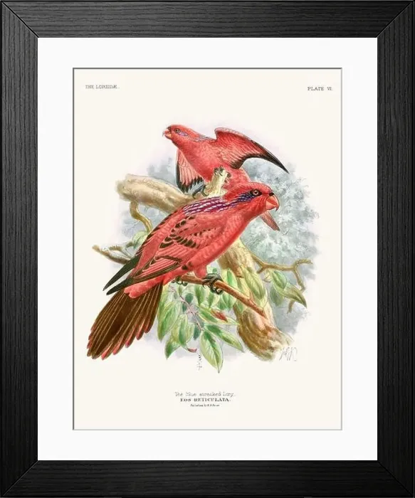 Framed Print : Vintage Parrot Illustration. Colorful drawing of parrots from a 19th-century book published in London. Circa 1896 Framed Print : Vintage Parrot Illustration. Colorful drawing of parrots from a 19th-century book published in London. Circa 1896