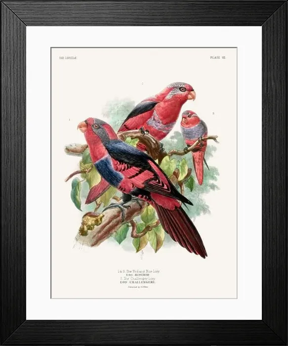 Framed Print : Vintage Parrot Illustration. Colorful drawing of parrots from a 19th-century book published in London. Circa 1896 Framed Print : Vintage Parrot Illustration. Colorful drawing of parrots from a 19th-century book published in London. Circa 1896
