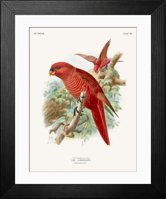 Framed Print : Vintage Parrot Illustration. Colorful drawing of parrots from a 19th-century book published in London. Circa 1896 Framed Print : Vintage Parrot Illustration. Colorful drawing of parrots from a 19th-century book published in London. Circa 1896
