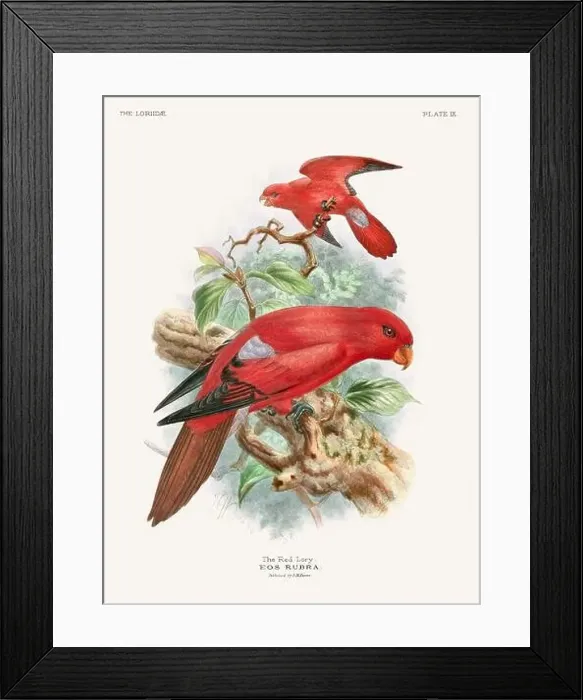 Framed Print : Vintage Parrot Illustration. Colorful drawing of parrots from a 19th-century book published in London. Circa 1896 Framed Print : Vintage Parrot Illustration. Colorful drawing of parrots from a 19th-century book published in London. Circa 1896