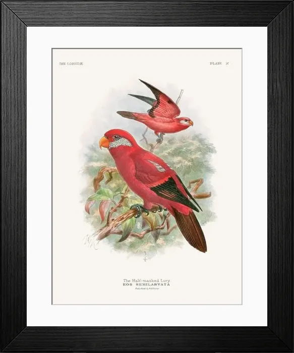 Framed Print : Vintage Parrot Illustration. Colorful drawing of parrots from a 19th-century book published in London. Circa 1896 Framed Print : Vintage Parrot Illustration. Colorful drawing of parrots from a 19th-century book published in London. Circa 1896