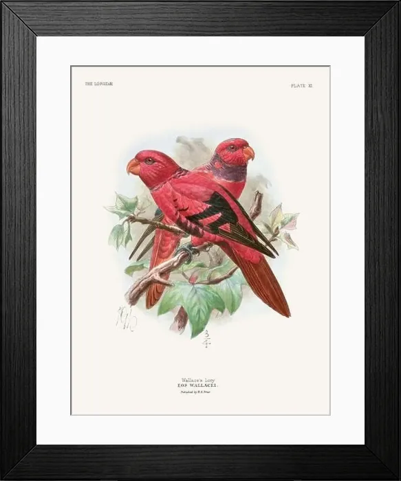 Framed Print : Vintage Parrot Illustration. Colorful drawing of parrots from a 19th-century book published in London. Circa 1896 Framed Print : Vintage Parrot Illustration. Colorful drawing of parrots from a 19th-century book published in London. Circa 1896