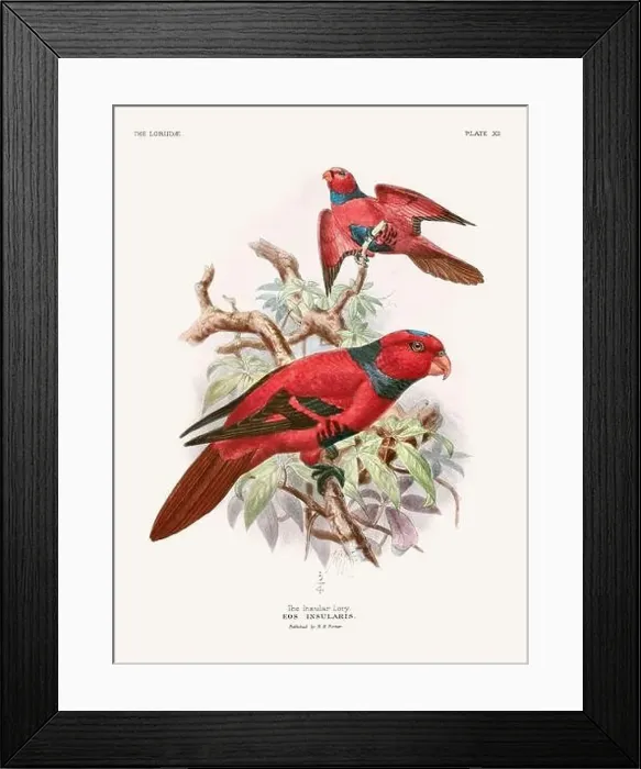 Framed Print : Vintage Parrot Illustration. Colorful drawing of parrots from a 19th-century book published in London. Circa 1896 Framed Print : Vintage Parrot Illustration. Colorful drawing of parrots from a 19th-century book published in London. Circa 1896