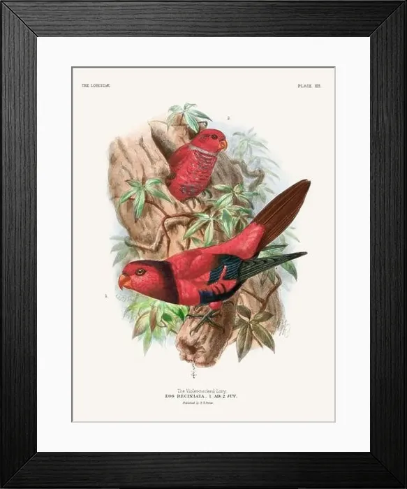Framed Print : Vintage Parrot Illustration. Colorful drawing of parrots from a 19th-century book published in London. Circa 1896 Framed Print : Vintage Parrot Illustration. Colorful drawing of parrots from a 19th-century book published in London. Circa 1896