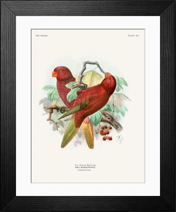 Framed Print : Vintage Parrot Illustration. Colorful drawing of parrots from a 19th-century book published in London. Circa 1896 Framed Print : Vintage Parrot Illustration. Colorful drawing of parrots from a 19th-century book published in London. Circa 1896