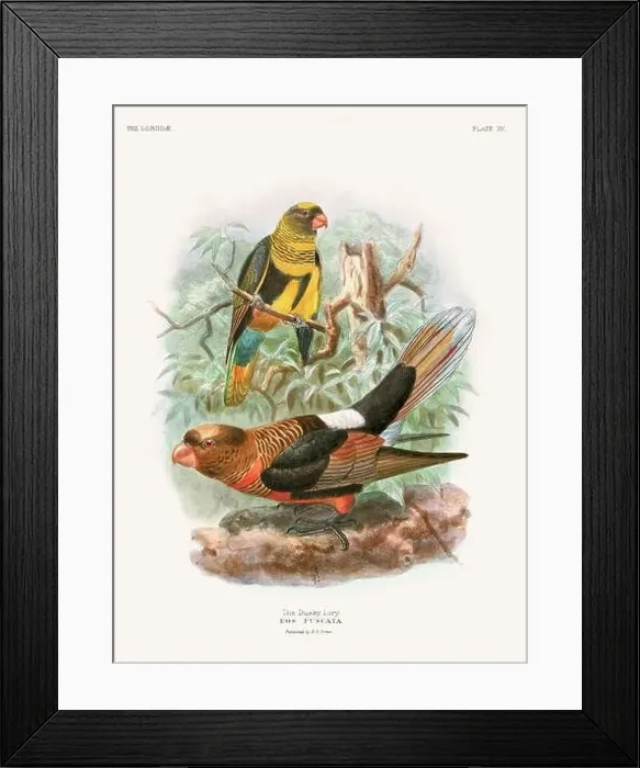 Framed Print : Vintage Parrot Illustration. Colorful drawing of parrots from a 19th-century book published in London. Circa 1896 Framed Print : Vintage Parrot Illustration. Colorful drawing of parrots from a 19th-century book published in London. Circa 1896