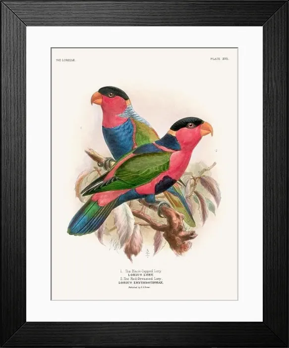 Framed Print : Vintage Parrot Illustration. Colorful drawing of parrots from a 19th-century book published in London. Circa 1896 Framed Print : Vintage Parrot Illustration. Colorful drawing of parrots from a 19th-century book published in London. Circa 1896