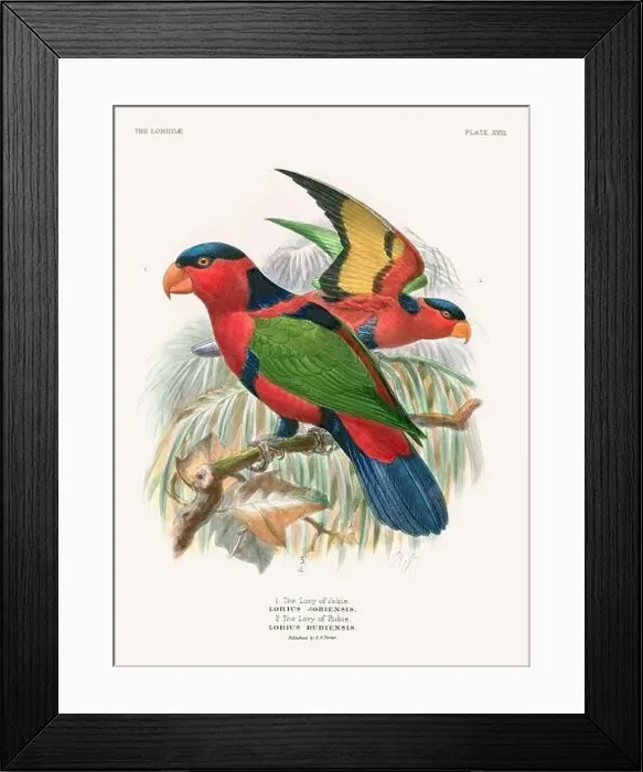 Framed Print : Vintage Parrot Illustration. Colorful drawing of parrots from a 19th-century book published in London. Circa 1896 Framed Print : Vintage Parrot Illustration. Colorful drawing of parrots from a 19th-century book published in London. Circa 1896