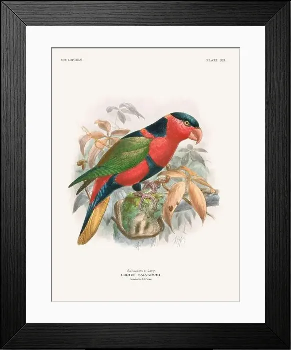 Framed Print : Vintage Parrot Illustration. Colorful drawing of parrots from a 19th-century book published in London. Circa 1896 Framed Print : Vintage Parrot Illustration. Colorful drawing of parrots from a 19th-century book published in London. Circa 1896