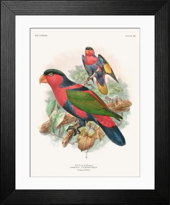 Framed Print : Vintage Parrot Illustration. Colorful drawing of parrots from a 19th-century book published in London. Circa 1896 Framed Print : Vintage Parrot Illustration. Colorful drawing of parrots from a 19th-century book published in London. Circa 1896