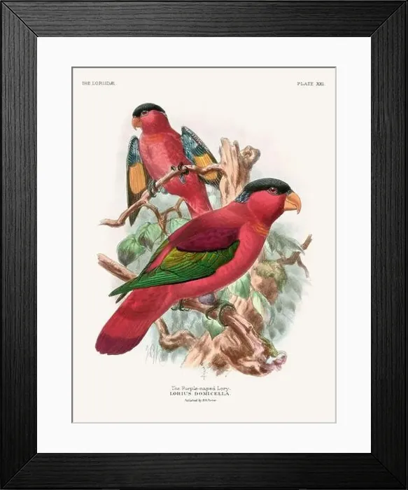 Framed Print : Vintage Parrot Illustration. Colorful drawing of parrots from a 19th-century book published in London. Circa 1896 Framed Print : Vintage Parrot Illustration. Colorful drawing of parrots from a 19th-century book published in London. Circa 1896