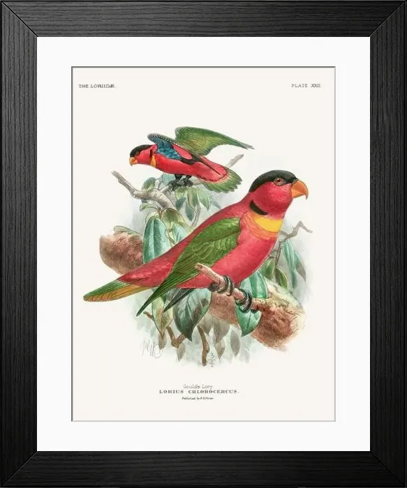 Framed Print : Vintage Parrot Illustration. Colorful drawing of parrots from a 19th-century book published in London. Circa 1896 Framed Print : Vintage Parrot Illustration. Colorful drawing of parrots from a 19th-century book published in London. Circa 1896