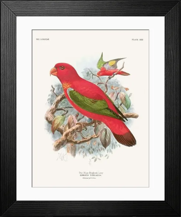 Framed Print : Vintage Parrot Illustration. Colorful drawing of parrots from a 19th-century book published in London. Circa 1896 Framed Print : Vintage Parrot Illustration. Colorful drawing of parrots from a 19th-century book published in London. Circa 1896