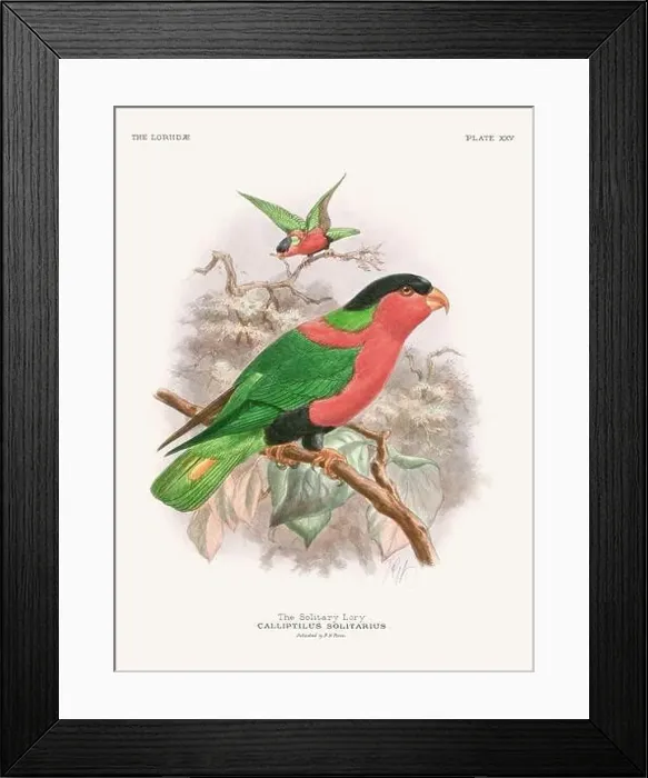 Framed Print : Vintage Parrot Illustration. Colorful drawing of parrots from a 19th-century book published in London. Circa 1896 Framed Print : Vintage Parrot Illustration. Colorful drawing of parrots from a 19th-century book published in London. Circa 1896