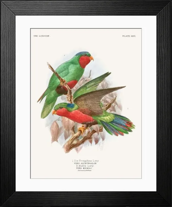 Framed Print : Vintage Parrot Illustration. Colorful drawing of parrots from a 19th-century book published in London. Circa 1896 Framed Print : Vintage Parrot Illustration. Colorful drawing of parrots from a 19th-century book published in London. Circa 1896
