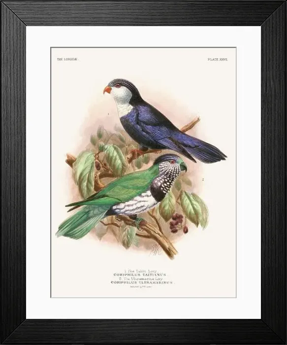 Framed Print : Vintage Parrot Illustration. Colorful drawing of parrots from a 19th-century book published in London. Circa 1896 Framed Print : Vintage Parrot Illustration. Colorful drawing of parrots from a 19th-century book published in London. Circa 1896