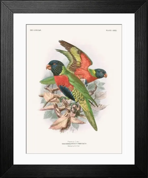 Framed Print : Vintage Parrot Illustration. Colorful drawing of parrots from a 19th-century book published in London. Circa 1896 Framed Print : Vintage Parrot Illustration. Colorful drawing of parrots from a 19th-century book published in London. Circa 1896