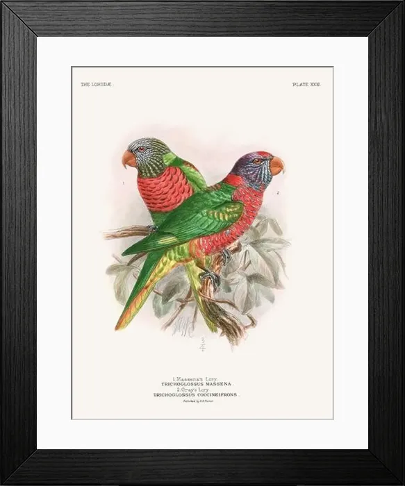 Framed Print : Vintage Parrot Illustration. Colorful drawing of parrots from a 19th-century book published in London. Circa 1896 Framed Print : Vintage Parrot Illustration. Colorful drawing of parrots from a 19th-century book published in London. Circa 1896