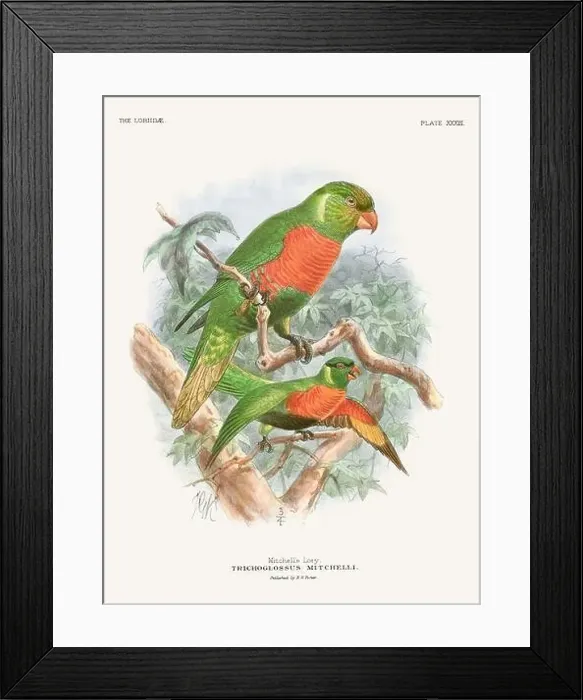 Framed Print : Vintage Parrot Illustration. Colorful drawing of parrots from a 19th-century book published in London. Circa 1896 Framed Print : Vintage Parrot Illustration. Colorful drawing of parrots from a 19th-century book published in London. Circa 1896