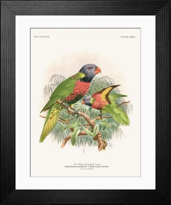 Framed Print : Vintage Parrot Illustration. Colorful drawing of parrots from a 19th-century book published in London. Circa 1896 Framed Print : Vintage Parrot Illustration. Colorful drawing of parrots from a 19th-century book published in London. Circa 1896