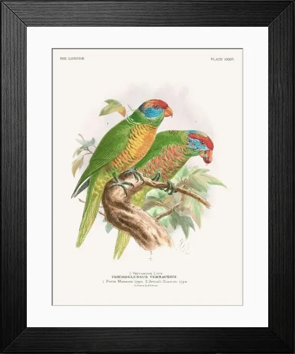 Framed Print : Vintage Parrot Illustration. Colorful drawing of parrots from a 19th-century book published in London. Circa 1896 Framed Print : Vintage Parrot Illustration. Colorful drawing of parrots from a 19th-century book published in London. Circa 1896