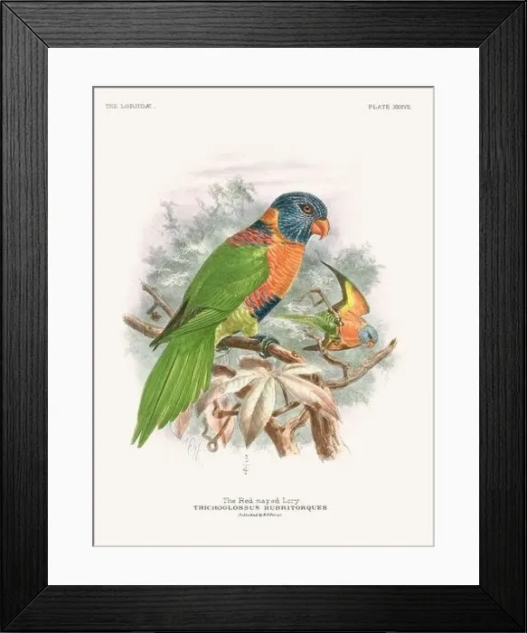 Framed Print : Vintage Parrot Illustration. Colorful drawing of parrots from a 19th-century book published in London. Circa 1896 Framed Print : Vintage Parrot Illustration. Colorful drawing of parrots from a 19th-century book published in London. Circa 1896