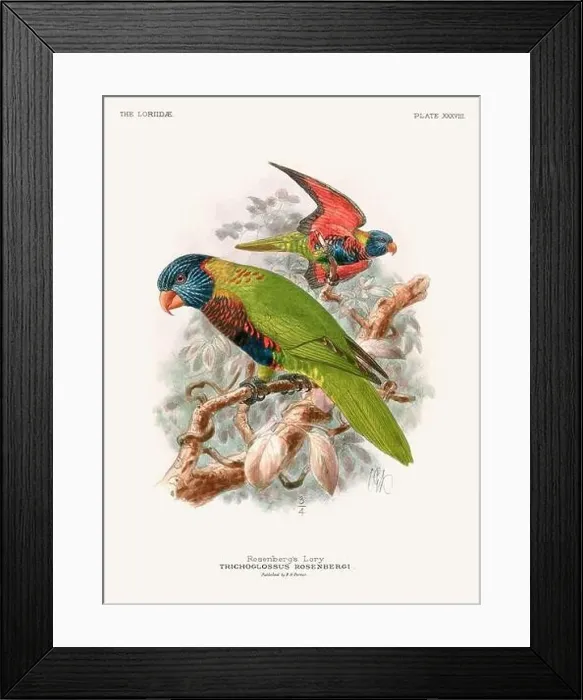 Framed Print : Vintage Parrot Illustration. Colorful drawing of parrots from a 19th-century book published in London. Circa 1896 Framed Print : Vintage Parrot Illustration. Colorful drawing of parrots from a 19th-century book published in London. Circa 1896