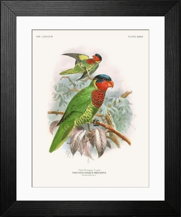Framed Print : Vintage Parrot Illustration. Colorful drawing of parrots from a 19th-century book published in London. Circa 1896 Framed Print : Vintage Parrot Illustration. Colorful drawing of parrots from a 19th-century book published in London. Circa 1896