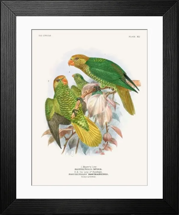 Framed Print : Vintage Parrot Illustration. Colorful drawing of parrots from a 19th-century book published in London. Circa 1896 Framed Print : Vintage Parrot Illustration. Colorful drawing of parrots from a 19th-century book published in London. Circa 1896