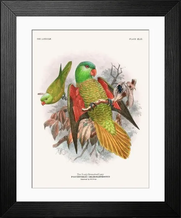 Framed Print : Vintage Parrot Illustration. Colorful drawing of parrots from a 19th-century book published in London. Circa 1896 Framed Print : Vintage Parrot Illustration. Colorful drawing of parrots from a 19th-century book published in London. Circa 1896