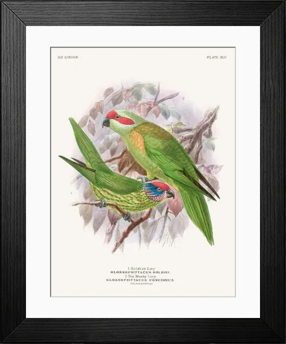 Framed Print : Vintage Parrot Illustration. Colorful drawing of parrots from a 19th-century book published in London. Circa 1896 Framed Print : Vintage Parrot Illustration. Colorful drawing of parrots from a 19th-century book published in London. Circa 1896