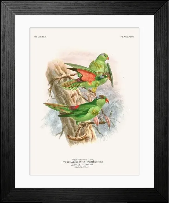 Framed Print : Vintage Parrot Illustration. Colorful drawing of parrots from a 19th-century book published in London. Circa 1896 Framed Print : Vintage Parrot Illustration. Colorful drawing of parrots from a 19th-century book published in London. Circa 1896