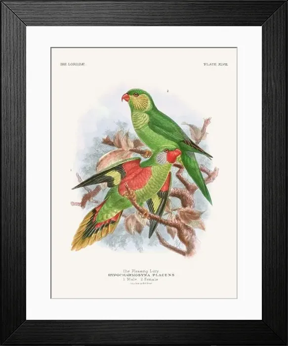 Framed Print : Vintage Parrot Illustration. Colorful drawing of parrots from a 19th-century book published in London. Circa 1896 Framed Print : Vintage Parrot Illustration. Colorful drawing of parrots from a 19th-century book published in London. Circa 1896