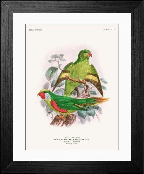 Framed Print : Vintage Parrot Illustration. Colorful drawing of parrots from a 19th-century book published in London. Circa 1896 Framed Print : Vintage Parrot Illustration. Colorful drawing of parrots from a 19th-century book published in London. Circa 1896