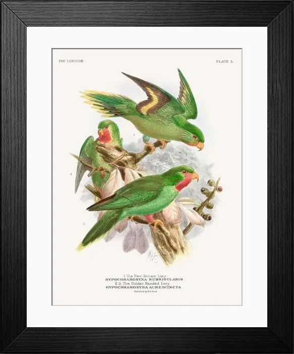 Framed Print : Vintage Parrot Illustration. Colorful drawing of parrots from a 19th-century book published in London. Circa 1896 Framed Print : Vintage Parrot Illustration. Colorful drawing of parrots from a 19th-century book published in London. Circa 1896