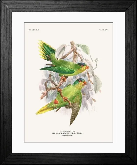Framed Print : Vintage Parrot Illustration. Colorful drawing of parrots from a 19th-century book published in London. Circa 1896 Framed Print : Vintage Parrot Illustration. Colorful drawing of parrots from a 19th-century book published in London. Circa 1896