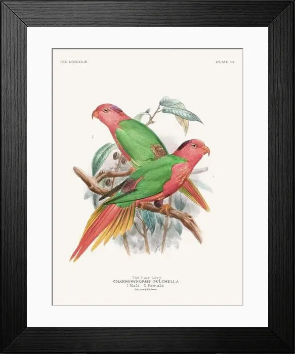 Framed Print : Vintage Parrot Illustration. Colorful drawing of parrots from a 19th-century book published in London. Circa 1896 Framed Print : Vintage Parrot Illustration. Colorful drawing of parrots from a 19th-century book published in London. Circa 1896