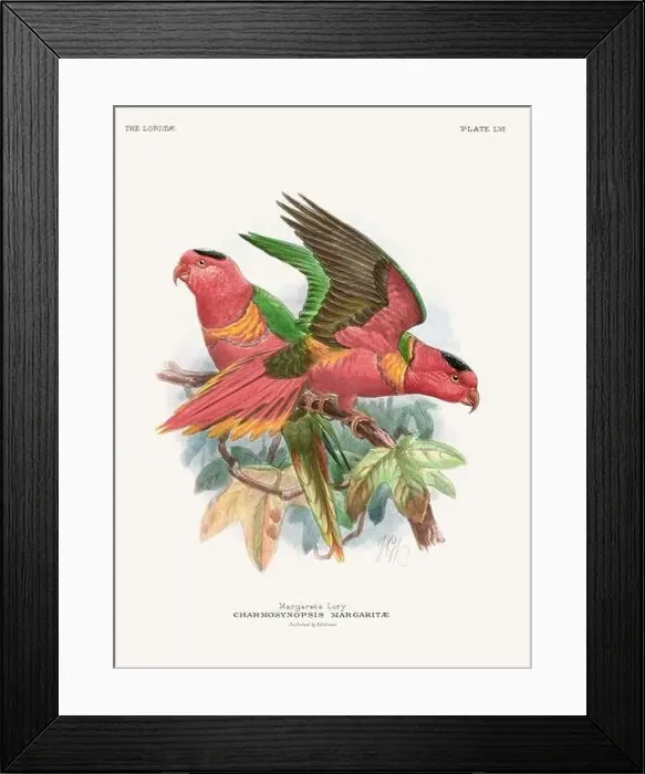 Framed Print : Vintage Parrot Illustration. Colorful drawing of parrots from a 19th-century book published in London. Circa 1896 Framed Print : Vintage Parrot Illustration. Colorful drawing of parrots from a 19th-century book published in London. Circa 1896