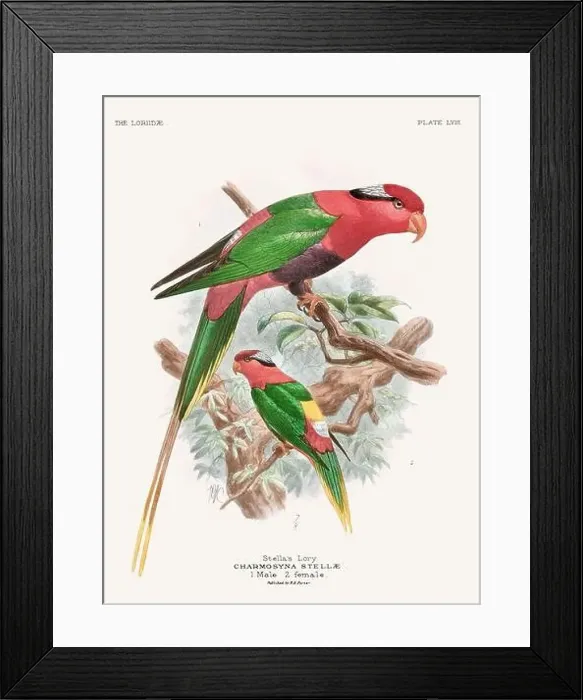 Framed Print : Vintage Parrot Illustration. Colorful drawing of parrots from a 19th-century book published in London. Circa 1896 Framed Print : Vintage Parrot Illustration. Colorful drawing of parrots from a 19th-century book published in London. Circa 1896