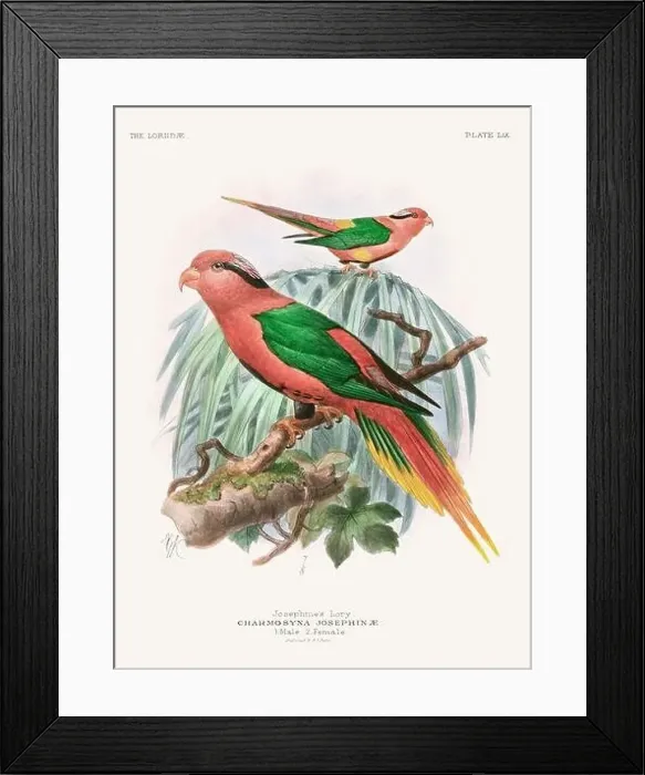 Framed Print : Vintage Parrot Illustration. Colorful drawing of parrots from a 19th-century book published in London. Circa 1896 Framed Print : Vintage Parrot Illustration. Colorful drawing of parrots from a 19th-century book published in London. Circa 1896