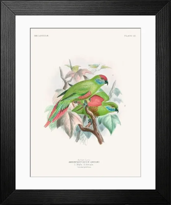 Framed Print : Vintage Parrot Illustration. Colorful drawing of parrots from a 19th-century book published in London. Circa 1896 Framed Print : Vintage Parrot Illustration. Colorful drawing of parrots from a 19th-century book published in London. Circa 1896