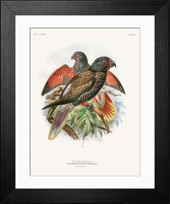 Framed Print : Vintage Parrot Illustration. Colorful drawing of parrots from a 19th-century book published in London. Circa 1896 Framed Print : Vintage Parrot Illustration. Colorful drawing of parrots from a 19th-century book published in London. Circa 1896