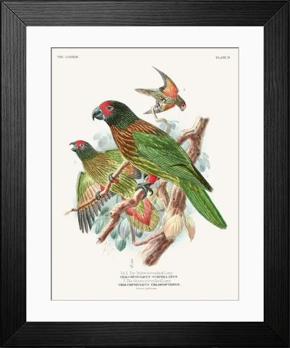 Framed Print : Vintage Parrot Illustration. Colorful drawing of parrots from a 19th-century book published in London. Circa 1896 Framed Print : Vintage Parrot Illustration. Colorful drawing of parrots from a 19th-century book published in London. Circa 1896