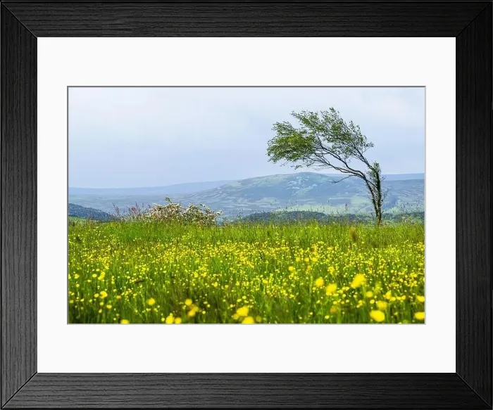 Framed Print : Farms over Upper Teesdale and River Tees, Forest-in-Teesdale village, County Durham and Cumbria, England, United Kingdom Framed Print : Farms over Upper Teesdale and River Tees, Forest-in-Teesdale village, County Durham and Cumbria, England, United Kingdom